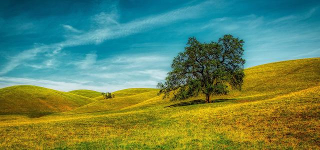 Oak tree in hilling field
